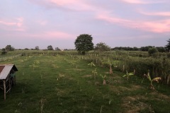 plantation sur kho dach
