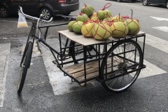coconut