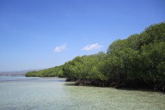 mangrove