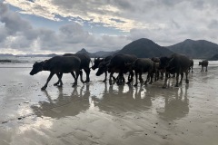 balde des boeufs sur la plage