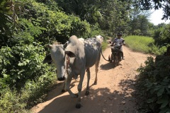 les vaches et le paysan
