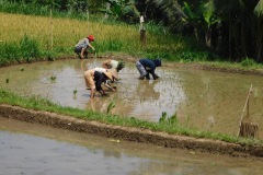 les dames de tetebatu
