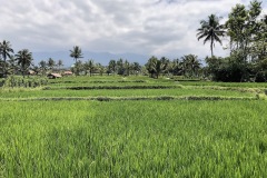 rice field