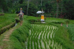 les rizières de jatiluwih