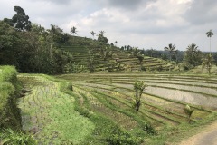 les rizières de jatiluwih