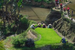 les rizières de tegallalang