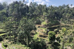 les rizières de tegallalang